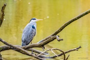 reiger-mik_original-bewerkt-YlevN6pLq2UkpOJj